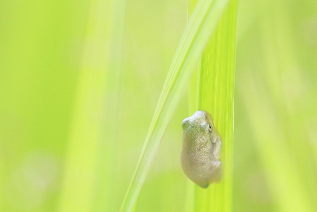 きれいなカエル